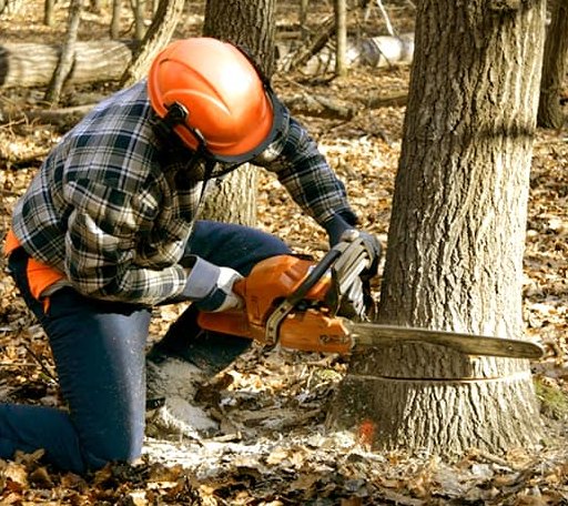 Tree Removal in Burlington, OK
